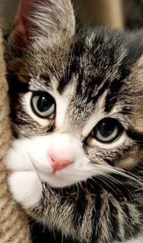 Cute tabby kitten face close up looking at camera photo