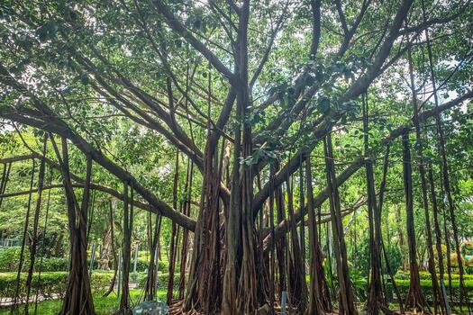 esta maravilloso secretario árbol vitrinas un red de aéreo raíces, creando un único y impresionante natural monitor foto