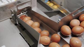 industriell ägg transportband i mat produktion linje video