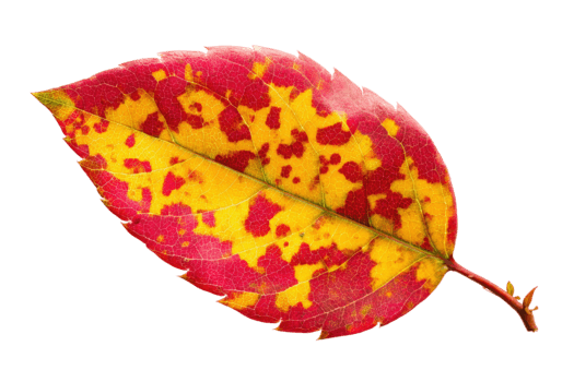 vivace autunno foglia visualizzazione Impressionante rosso e giallo screziato modelli isolato su trasparente sfondo png