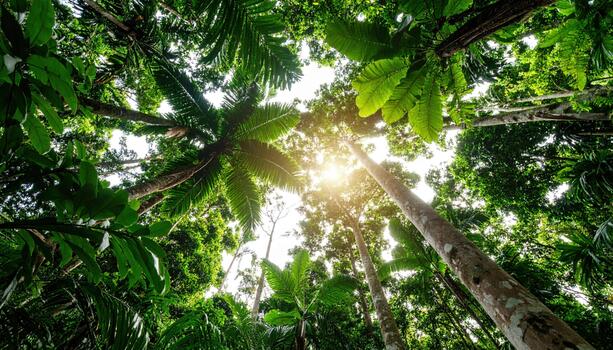 The sun shines through the canopy of a tropical forest photo