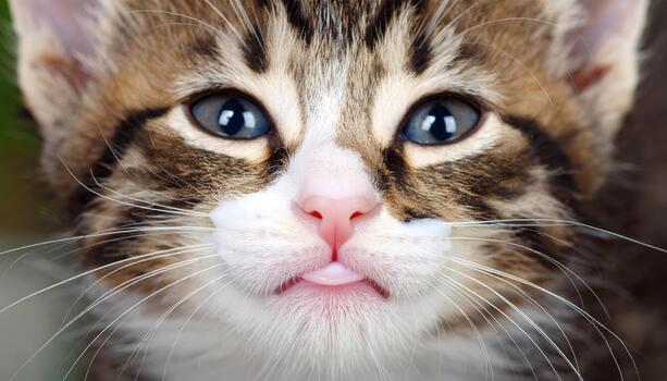 A close up of a cat with blue eyes photo