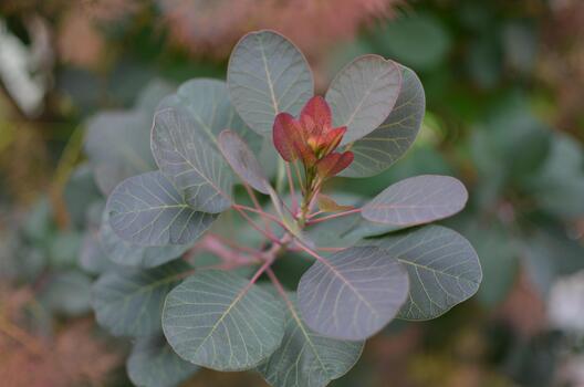 A close-up of a smoke tree branch, featuring round, greenish-grey leaves and a vibrant cluster of reddish-orange new growth at the center, against a blurred background. photo