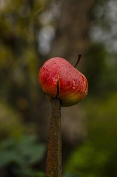 A red apple, damaged and impaled on a rusted metal spike, appears to have fallen directly from a tree above, merging natural accident with surreal tension. photo