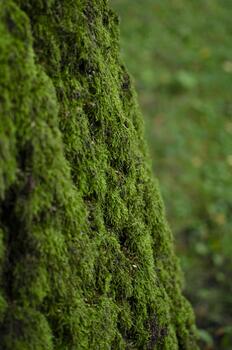 A close-up, diagonal view of a tree trunk heavily covered in vibrant green moss, with a blurred green background. photo