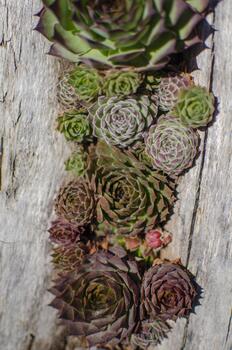 A vertical row of various green and reddish-brown succulent rosettes grows in a crack on textured grey wood, viewed from above. photo