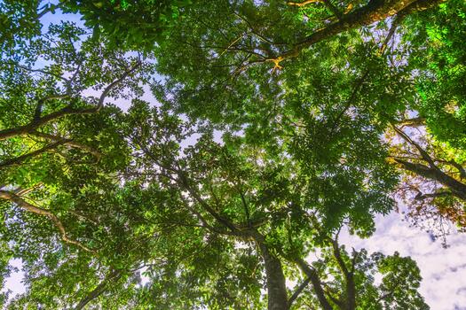 A view up into the canopy of trees photo