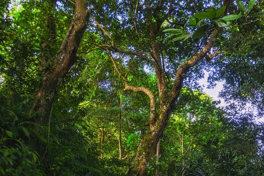 A forest with trees and green vegetation photo