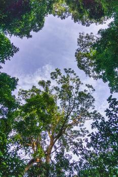 A view up into the canopy of a forest photo