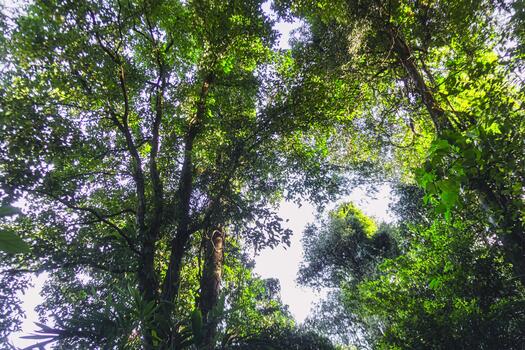 A view up into the canopy of a tropical forest photo