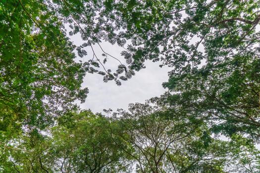 A view of the sky through the canopy of trees photo