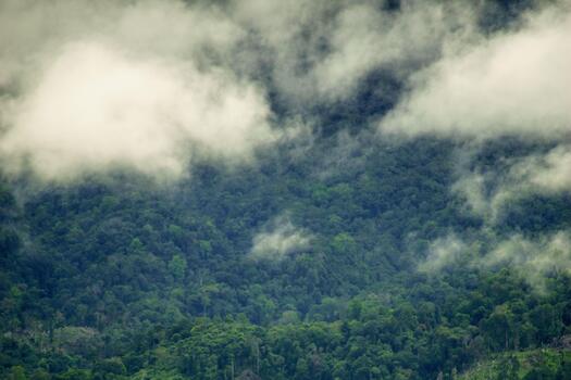 A plane flying over a forest with trees and clouds photo