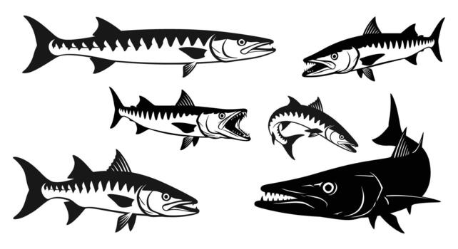 Barracuda fish set with various poses and styles, isolated on white background vector