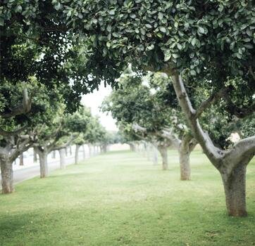 lozano verde arboles línea un sereno ruta en un tranquilo parque, creando un pacífico atmósfera con vibrante follaje y suave césped debajo de los pies, atractivo relajación y exploración foto