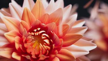 kontinuerlig 3d slinga terar blomning georginer den där vingla graciöst i de vind, med delikat kronblad drivande runt om till förbättra de lugn humör. video