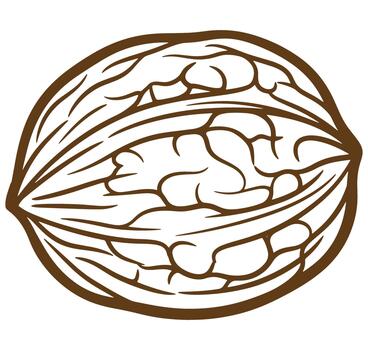 Simple illustration of a walnut showing its shell and the nut inside on a white background. vector