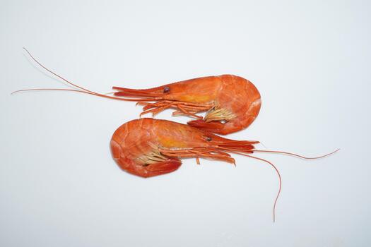 dos diferente camarón en un blanco antecedentes. parte superior vista, un par de Mariscos con largo antenas, mínimo composición para el menú. foto