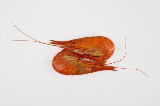 Two large shrimps on a white background in 69 position. Top view, minimal composition with long antennae. photo