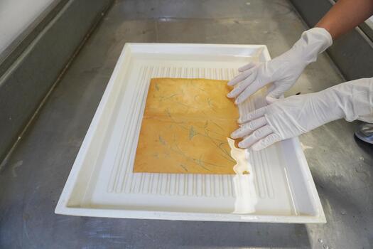 Gloved hands wash the sheet with the pattern in a cuvette with water. Paper restoration, archival processing, workshop. photo