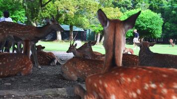 dagtid se av vild sika rådjur vilar under träd som besökare promenad på gräs i nara parkera, nara, japan. värma toner och grund djup av fält uppsättning en lugna humör. video