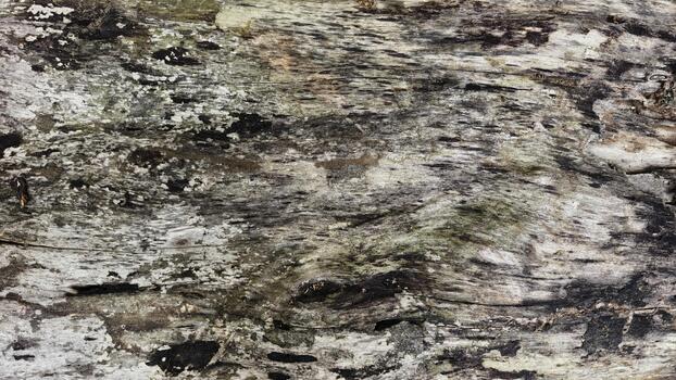Abstract Bark Texture Background of Old Tree Trunk with Mossy Surface photo