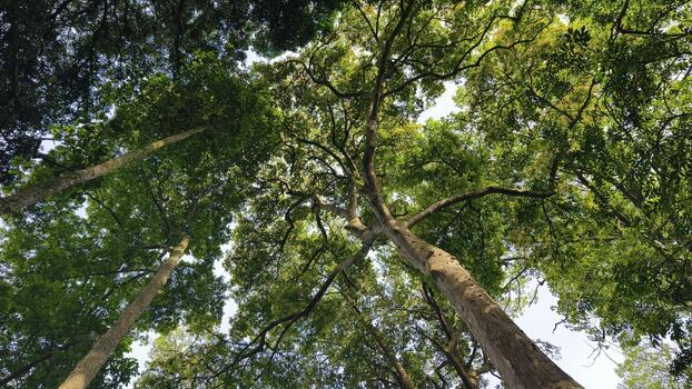 Lush Green Canopy of Tall Trees in Tropical Rainforest photo