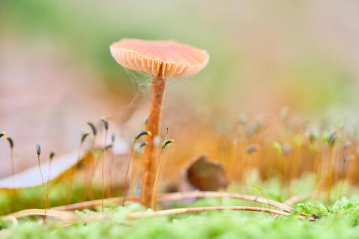 Macro of a delicate mushroom in the moss with soft colors , bokeh background. photo