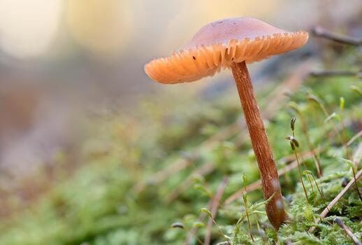 Macro of a delicate mushroom in the moss with soft colors , bokeh photo