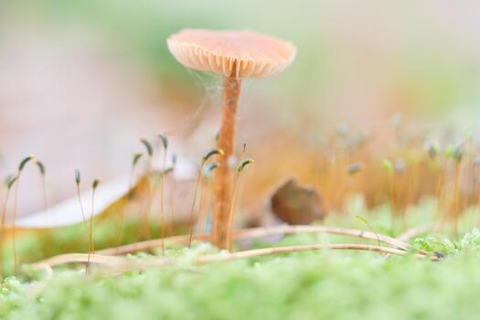 Macro of a delicate mushroom in the moss with soft colors , bokeh background photo