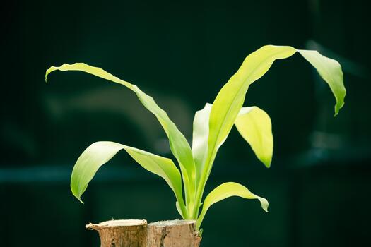 The Lucky Brazilian Wood Plant, with its few green leaves, symbolizes perfect growth resilience. photo