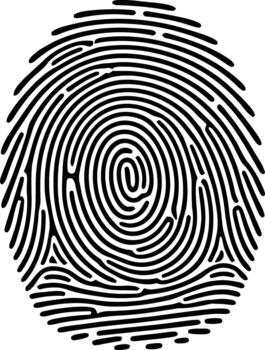 Fingerprint pattern graphic for security, identity and biometrics concepts isolated on white background, , illustration vector