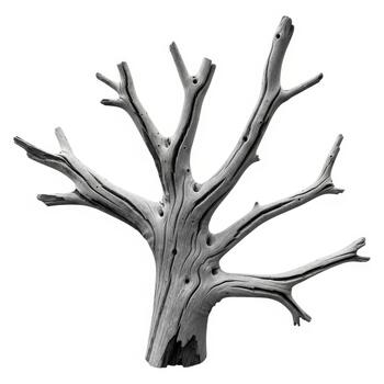 A stark, skeletal tree branch structure against a white background photo