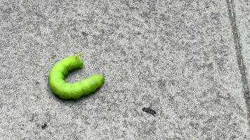 un' verde bruco strisciando su un' calcestruzzo superficie mentre un' volare si libra e interagisce con esso. il bruco reagisce di in movimento e spasmi per evitare il volare nel Questo naturale natura comportamento scena. video