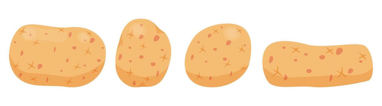 Fresh potato collocation with different shape and size isolated vector