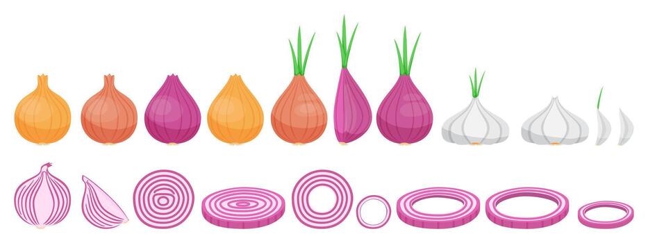 Fresh onion and garlic collection with different shape ripe onion garlic and onion slices round shape for cookbook and vegan food isolated vector