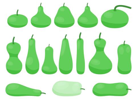 Fresh various type gourd collection with different color and shape bottle gourd for cookbook and vegan food vector