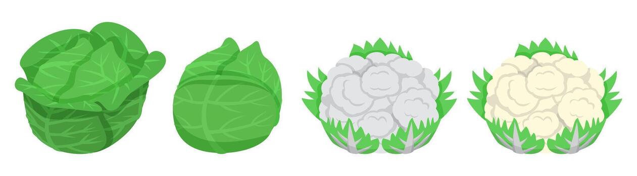 Fresh cauliflower cabbage collection with different color for cookbook and vegan food vector