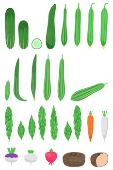 Fresh vegetables collection with different vegetable like turnip elephant yam ridge gourd cucumber radish carrot beetroot and more for cookbook and vegan food vector