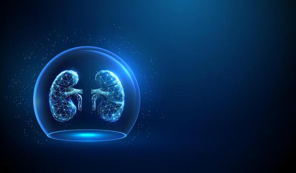 Glowing digital kidneys in a dome vector