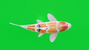 topp se av en färgrik koi fisk simning på en rena grön skärm bakgrund, visa upp ljus skalor och slät rörelse. perfekt för krom nyckel projekt, visuell effekter, annonser video