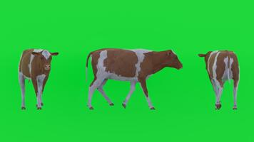 3d rendere di un' mucca nel multiplo angoli su un' verde schermo sfondo, isolato per croma chiave composizione. ideale per animazione, visivo effetti, educativo video, agricoltura soddisfare video