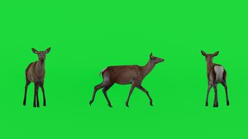 4k 3d hacer de un ciervo mostrado desde múltiple anglos en un verde pantalla fondo, aislado para croma llave composición ideal para animación, fauna silvestre efectos visuales, educativo vídeos, naturaleza contenido video