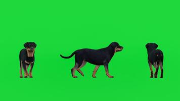 4k 3d framställa av en rottweiler hund tittade från flera olika vinklar på en grön skärm bakgrund, isolerat för krom nyckel sammansättning. perfekt för animation, vfx, säkerhetstema innehåll, Träning videoklipp video