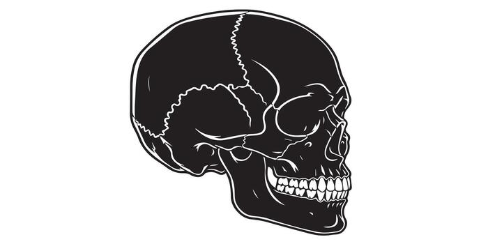 Bold illustration of a skull in side view with smooth clean outlines and strong details vector