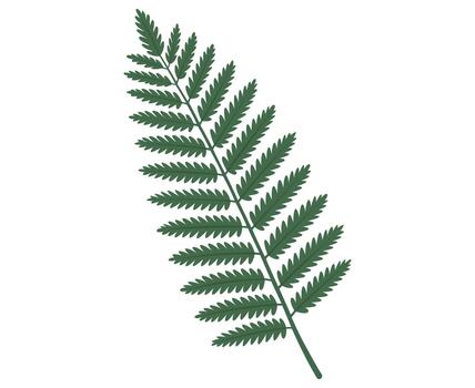A single green fern leaf isolated on a plain white background vector
