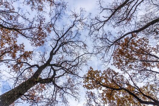 Looking up at autumn trees with bare branches and scattered leaves in a tranquil forest setting during late afternoon photo