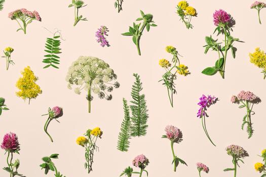 Botanical aesthetics pattern with wild meadow blooms, Natural summer floral minimal creative layout from field blossoming flowers with hard shadow on pastel beige background, top view, flat lay photo