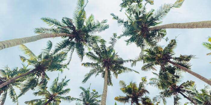 Tropical Palm bottom view as Nature pattern, Coconut Palm trees view from below with soft blue sky background, summer vibe banner, aesthetic nature atmospheric scenery, vivid colors, natural sunlight photo