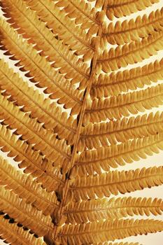 CloseUp of Golden Fern Leaves, autumn textured background, natural beauty pattern, minimal botanical view, macro trend scenic gold leaf at sunlight with shadow, nature geometric lines and shapes photo