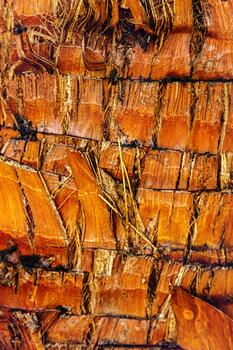 Textured bark of a tree photo